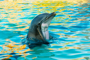 Bottlenose dolphin is in a dolphin show of a zoo © belizar