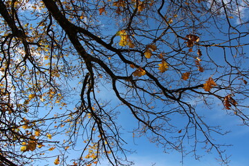 tree with autumn leaves