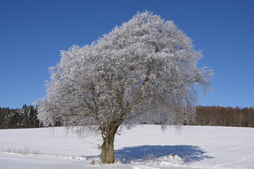 Tree covered with hoarfrost at Freienhagen, Germany