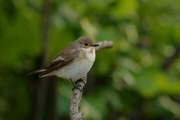 sparrow on a branch