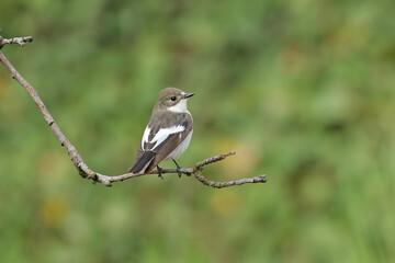 black capped kingfisher