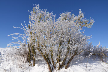 Bushes covered with hoarfrost at Freienhagen, Germany