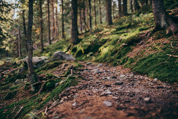 A dirt path in a forest a mountain