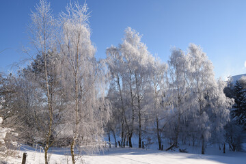 Trees covered with hoarfrost at Freienhagen, Germany