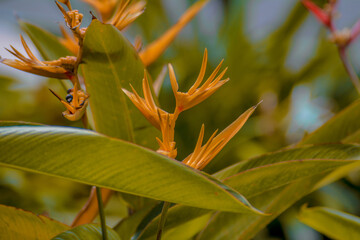 Close-up portrait of yellow lobster claws flower against blurry background