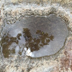 tree reflecting on water