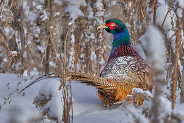 Bird - Common Pheasant (Phasianus colchicus) male quietly walks through the snow-covered thickets of dry last year's grass. He finds plant seeds and eats them. Winter sunny day. Close-up.