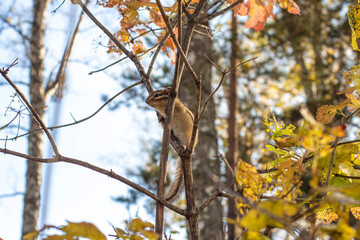 frightened chipmunk climbed on a tree branch to escape from the dog 