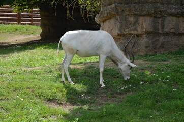 The curved horned antelopes Addax (Addax nasomaculatus)
