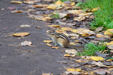 Obraz premium A wild chipmunk sitting on the ground covered with yellow leaves. Green grass can still be seen from under the leaves 