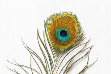 Peacock feather close-up, on a light wooden background with space