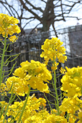 菜の花 黄色 鮮やか 美しい かわいい 花 花畑 春 綺麗 イエロー 満開 