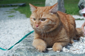 red cat on a walk