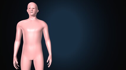 Fototapeta premium 3d render of human body male anatomy.