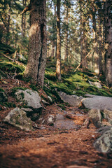 A close up of a rock next to a forest
