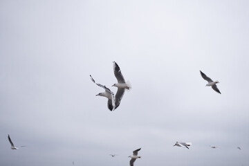 Seagulls in winter cloudy day. Scenic view