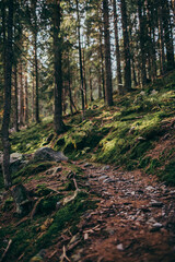 A waterfall in a forest a mountain