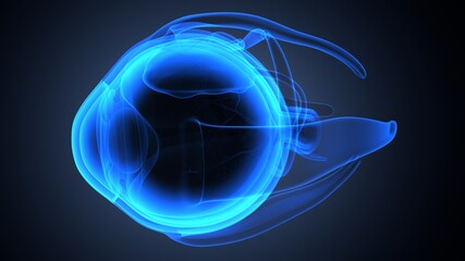 3d render of male human eye anatomy
