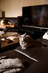 Adorable cat’s movements that you can’t resist petting.