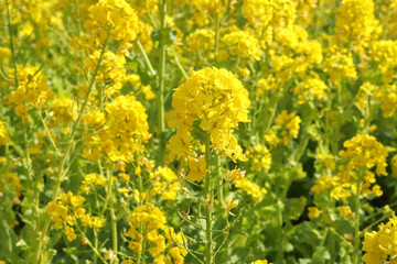 菜の花 黄色 鮮やか 綺麗 美しい かわいい イエロー パステル 満開 春 