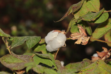 white cotton boll on cotton plant in indian garden farm, india