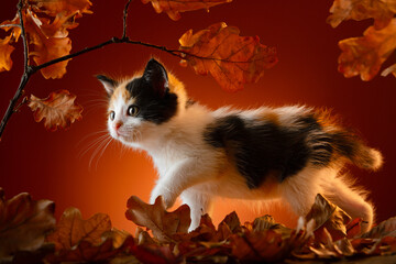 Small tricolor kitten walks in the autumn forest created in the studio
