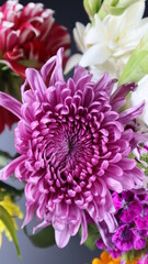 Beautiful Chrysanthemum Flower isolated on Black Background. Close up. Flower Photography
