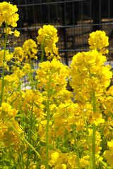 菜の花 黄色 鮮やか 綺麗 美しい かわいい 花 菜畑 アブラナ 春 満開 可憐 