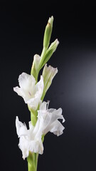 Obraz premium Beautiful White Flower tuberose isolated on dark Background Close up. Flower Photography