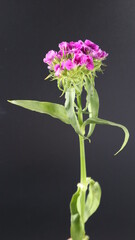Beautiful daffodil Flower isolated on dark   Background. Close up. Flower Photography