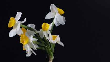 Beautiful daffodil Flower isolated on dark   Background. Close up. Flower Photography