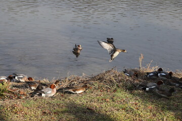 冬の川で泳いだり、羽ばたいたり、河川敷で餌を探すヒドリガモの群れ