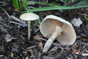 Agrocybe praecox, known as the Spring Fieldcap, wild mushroom from Finland