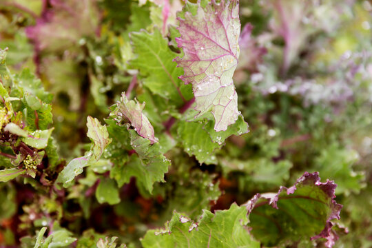 Close up of fresh lettuce on farm