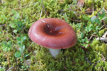 Tall russula, Russula paludosa, also known as the hintapink brittlegill, a delicious wild mushroom...