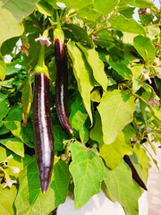 Organic Brinjals growing in terrace gardening. Home grown brinjals.