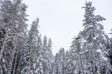 snow covered pine trees