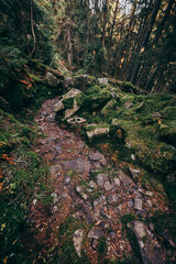 A close up of a rock next to a forest