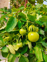 Beautiful unripe tomato on plant. Terrace Gardening.
