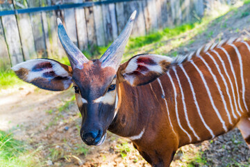 Fototapeta premium Big bongo at the zoo in a green meadow