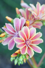 Lewisia cotyledon,  known commonly as Siskiyou lewisia and cliff maids, an evergreen perennial garden plant
