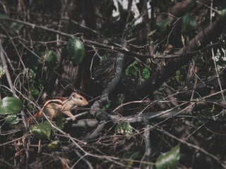 Naklejka na ściany i meble squirrel in the forest