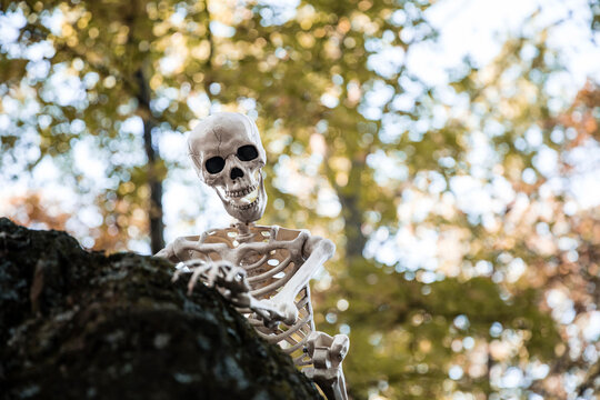 Low angle view of human skeleton on rock against trees