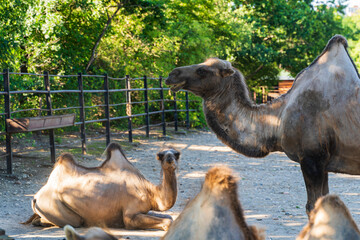 The Bactrian camel, Camelus bactrianus, large, even-toed ungulate native to the steppes of Central...
