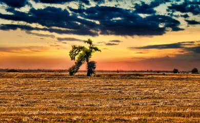 This is what has become a very famous running tree in the field. This tree is a phenomenon and people say that its shape was obtained after lightning struck it.