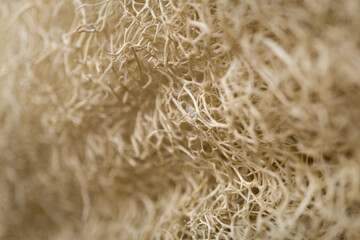 Macro background of natural sponge that looks like roots