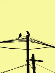 birds on wires