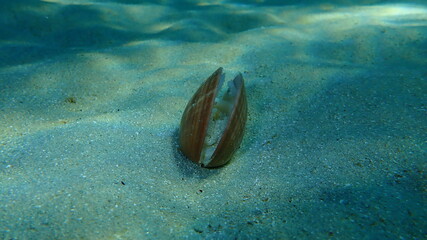 Bivalve mollusc smooth clam (Callista chione) undersea, Aegean Sea, Greece, Halkidiki © Alexey