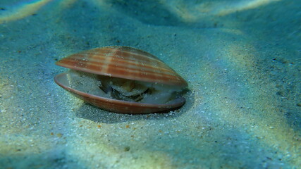 Bivalve mollusc smooth clam (Callista chione) undersea, Aegean Sea, Greece, Halkidiki © Alexey