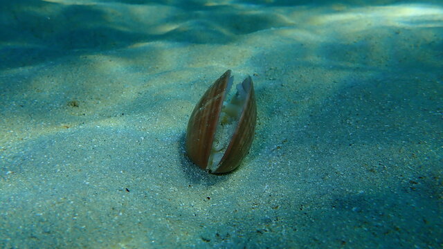 Bivalve mollusc smooth clam (Callista chione) undersea, Aegean Sea, Greece, Halkidiki